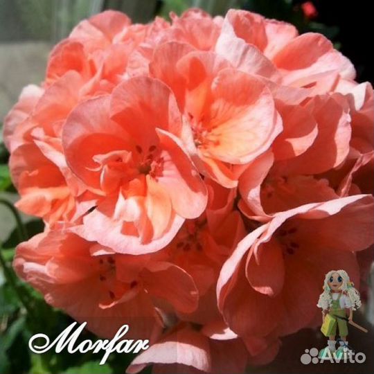 Пеларгония (герань) сортовая