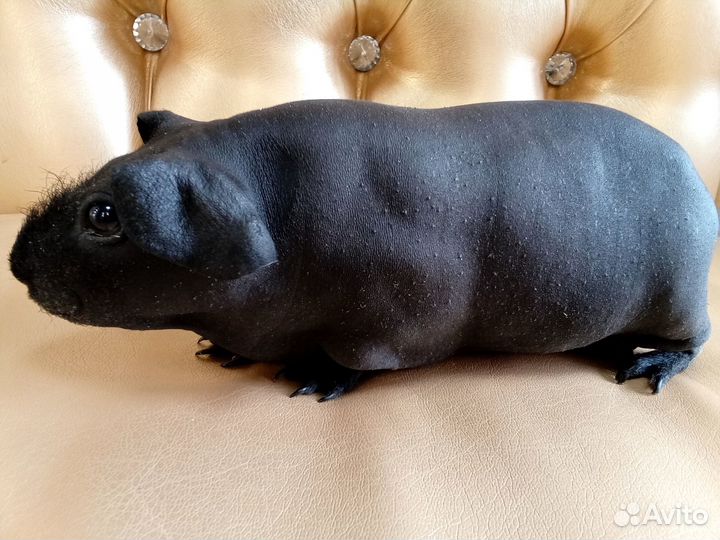 Морская свинка скинни самец далматин