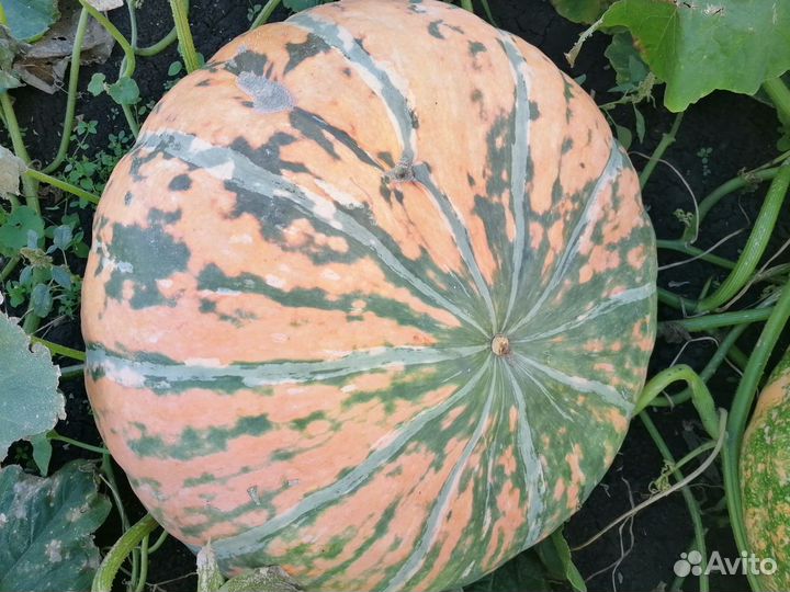 Продам тыкву