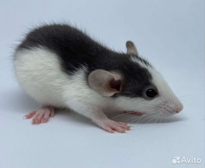 Крысы Крысята