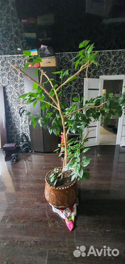 Китайская Роза