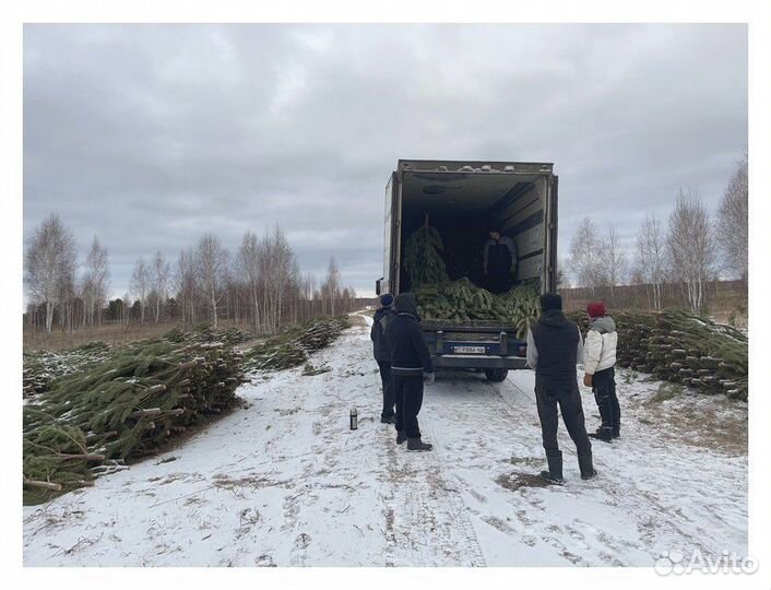 Сосна сентябрьская рождественская опт