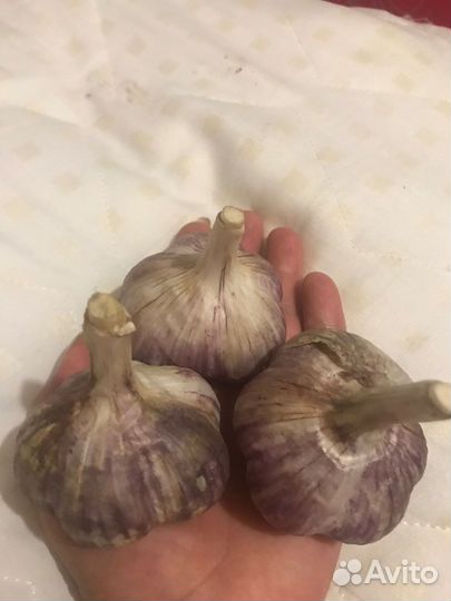 Чеснок