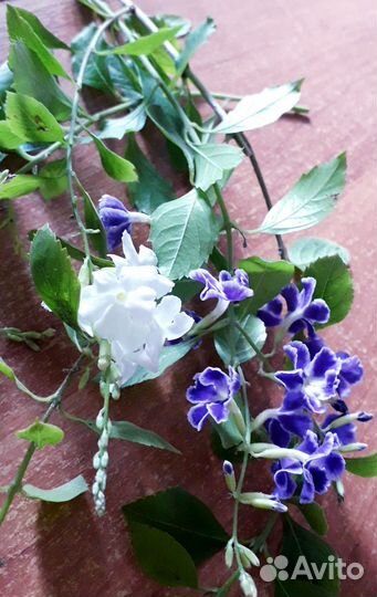 Домашние растения на срез