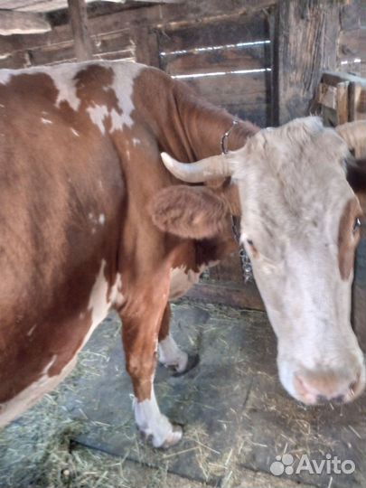 Корова стельная дойная район