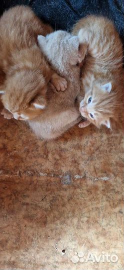 Рыжики в добрые руки