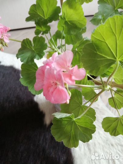 Герань пеларгония