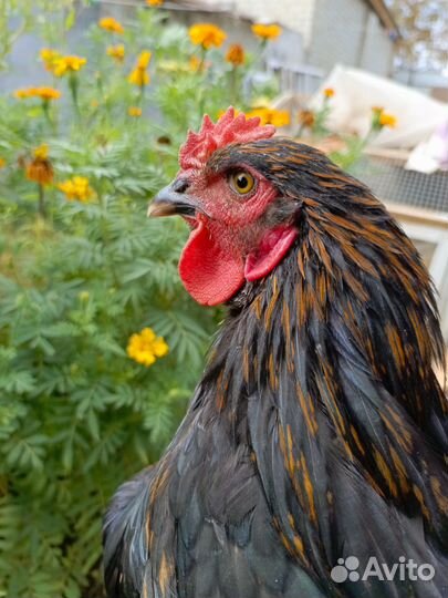 Молодой Петушок