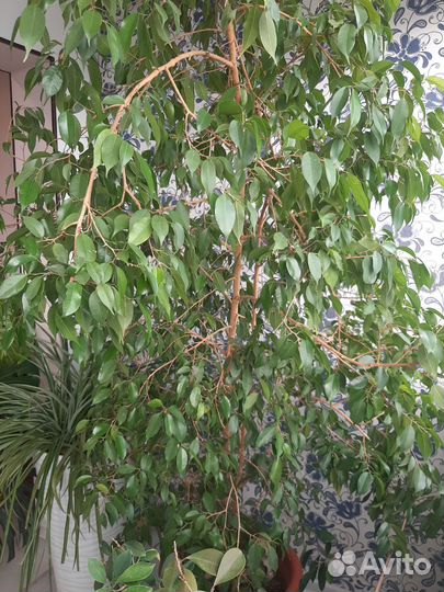 Фикус бенджамина большой