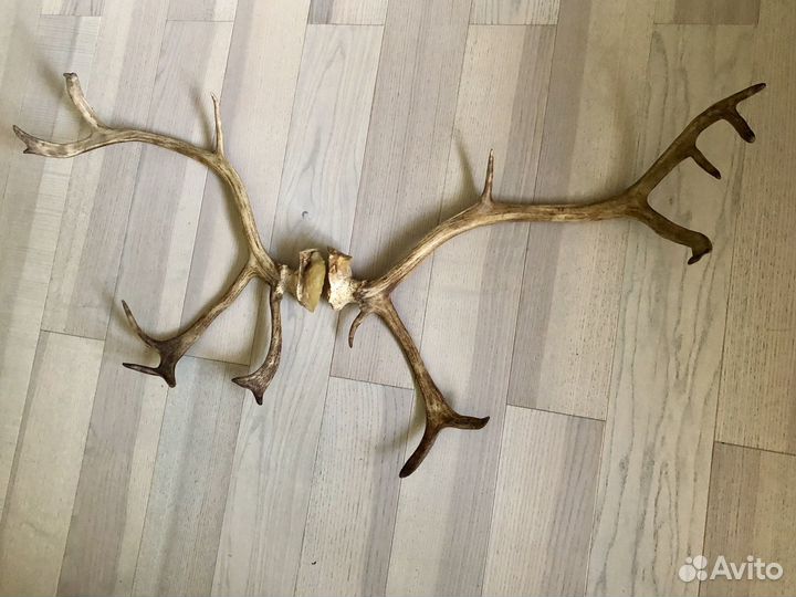 Рога оленя