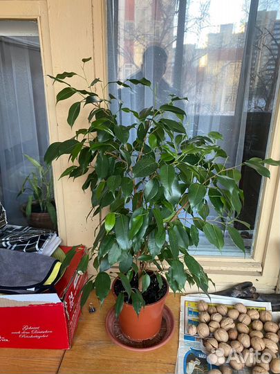 Продаю Фикусы Бенджамина