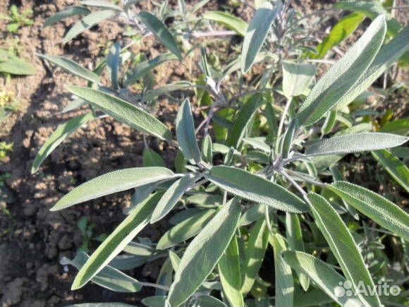 Гвоздика-травянка, шалфей лекарственный Маргаритки