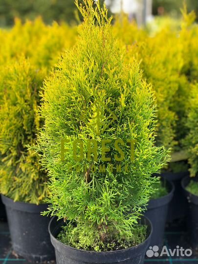 Туя западная Голден Смарагд