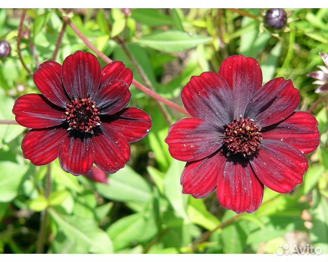 Космея кроваво-красная