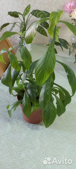 Комнатные цветы