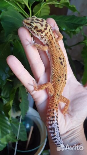 Эублефары cross gpro самки