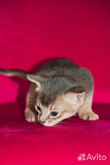 Абиссинские котята