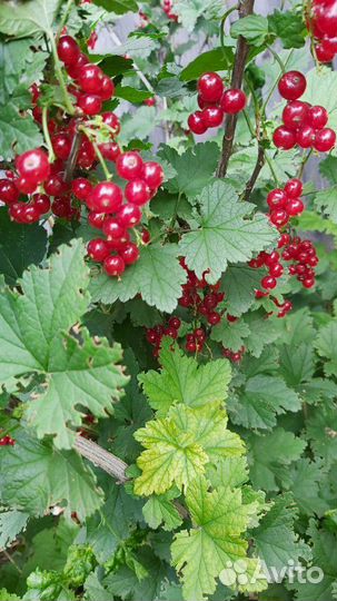 Смородина черная и красная