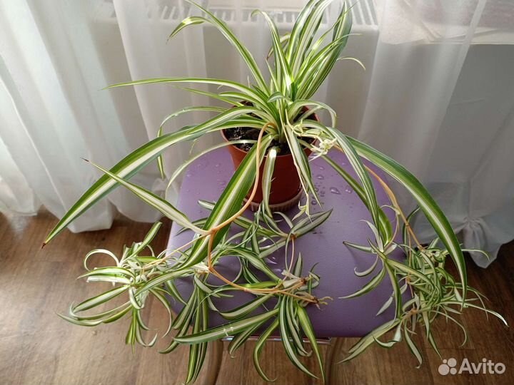 Хлорофитум