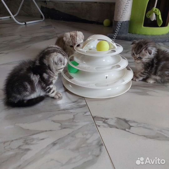 Шотландские мраморные котята