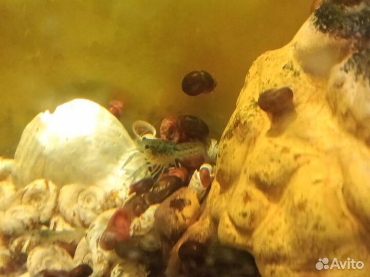 Голубой мраморный рак