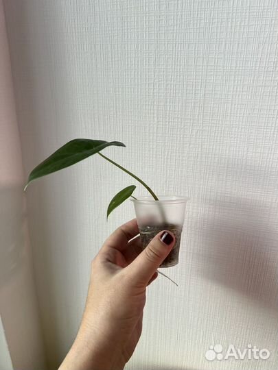 Алоказия лонгилоба