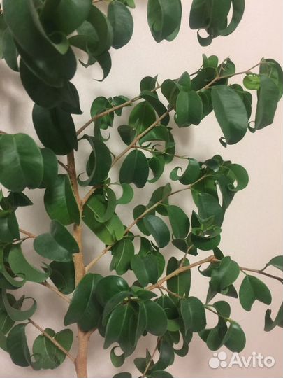 Фикус барок