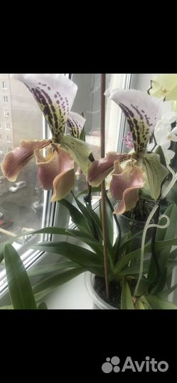 Орхидея венерин башмачок пафиопедилум