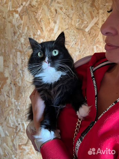 Черно-белая пушистая кошка из приюта