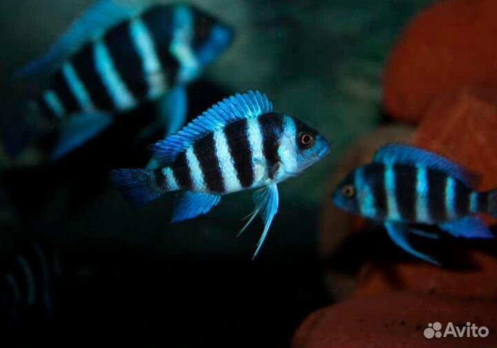 Цифотиляпия Фронтоза блю заир Моба