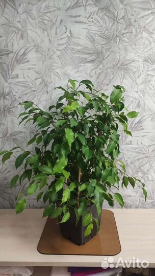 Фикус бенджамина