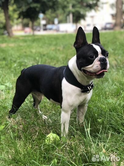 Вязка Бостон-терьер