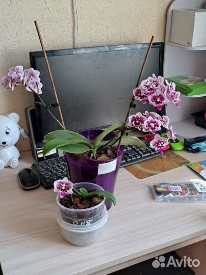 Детка орхидеи