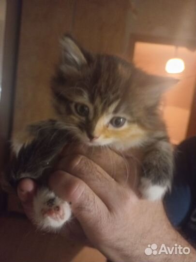 Отдам в добрые руки котят