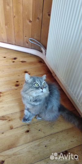 Ищем семью для кота