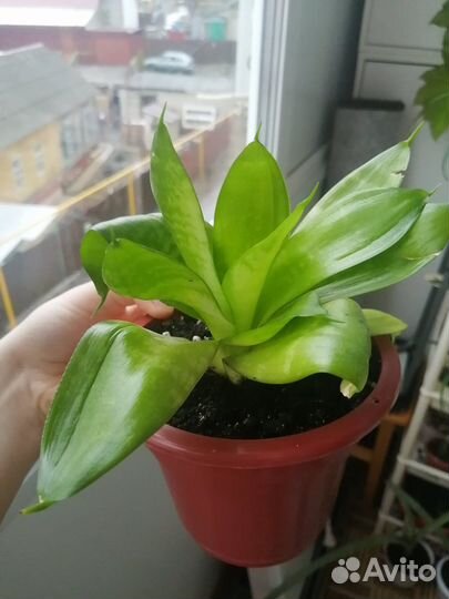 Сансевирия, в горшке 2 молодых растения 250