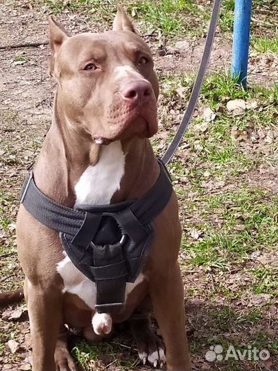 Вязка Питбуль