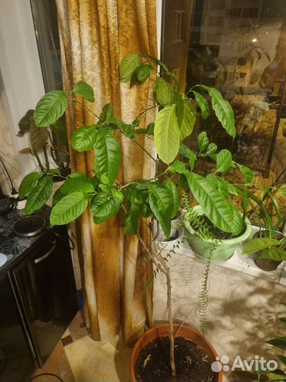 Лимонное дерево