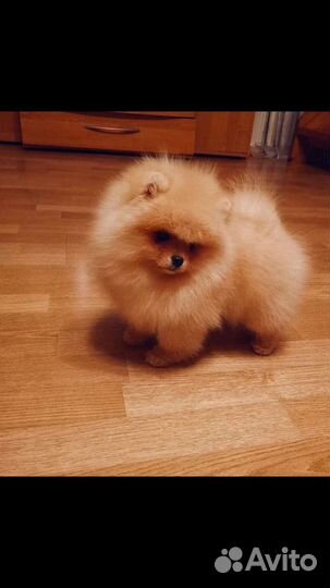 Шпиц экзклюзив