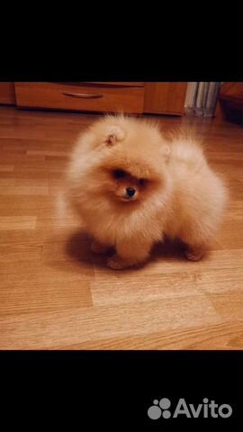 Шпиц экзклюзив