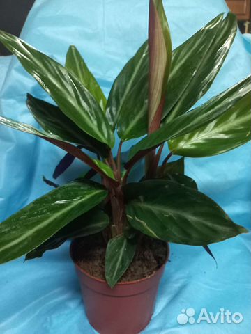 Строманта Марун