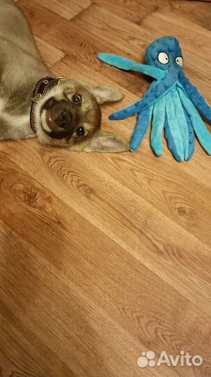 Щенок в добрые руки бесплатно мальчик