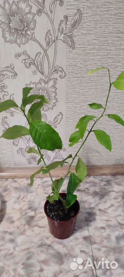 Лимон плодоносящий