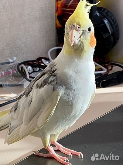 Попугай корелла