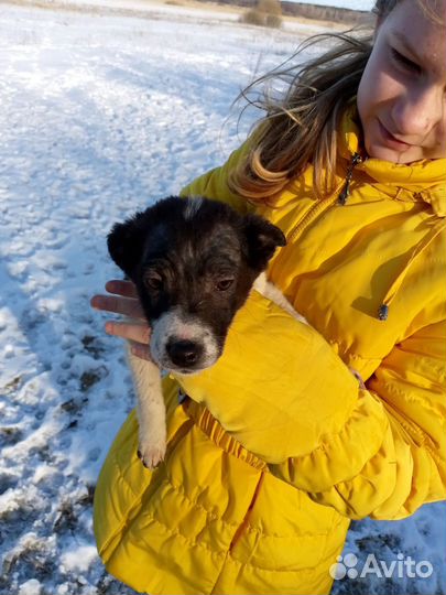 Отдам щенков маленькие ростом - хорошие звоночки