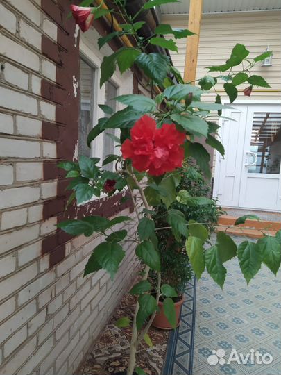 Китайские розы