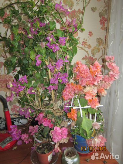 Бугенвиллии разные