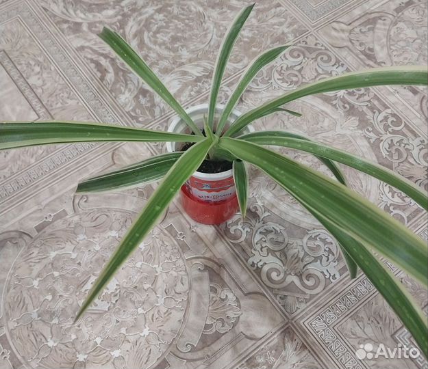 Хлорофитум