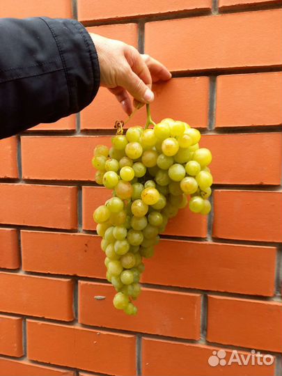 Саженцы винограда