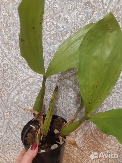 Редкие орхидеи